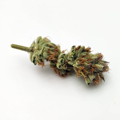 Orange Velvet Underground by Ethos Genetics